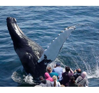 New England Aquarium Whale Watch