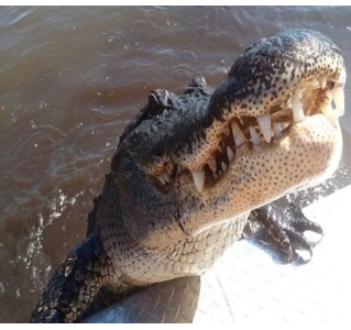 New Orleans Small Airboat Ride