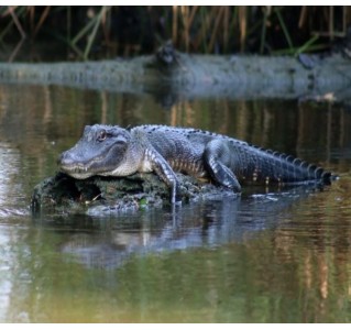 New Orleans Covered Pontoon Swamp Tour