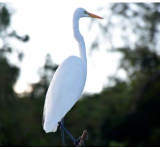 New Orleans Covered Pontoon Swamp Tour