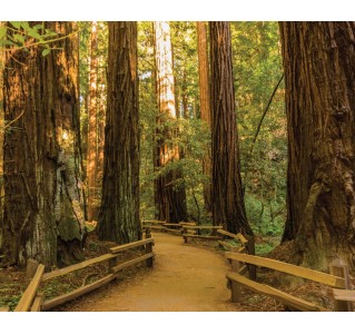 Muir Woods & Sausalito 4 Hour Tour