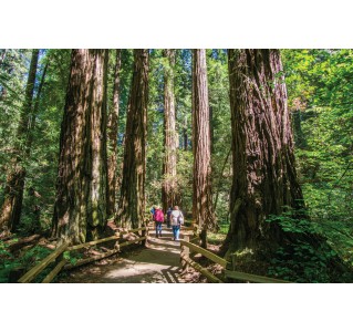 Woods & Wine (Muir Woods & Half Day Wine Tour - 10/11 hrs)