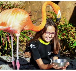 Discovery Cove Flamingo Mingle