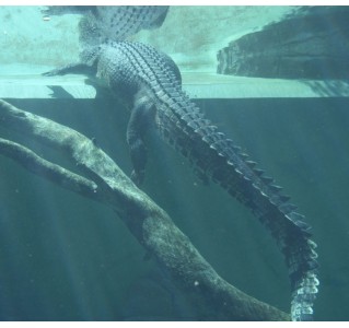 2 Day Hop-On Hop-Off Tour, Crocosaurus Cove & RFDS Tourist Facility (Darwin Deluxe) MON, WEDS, SAT