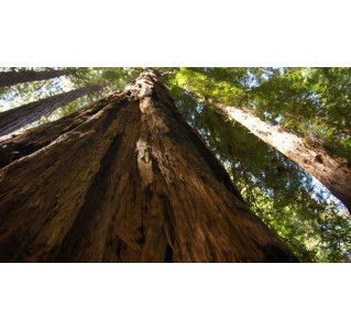 Super Saver: Muir Woods + Hop On/Off City Tour Combo