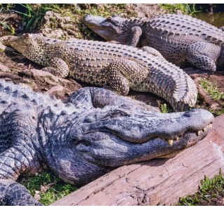 Everglades Airboat Tour and Biscayne Bay Cruise