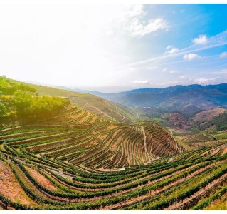 Douro Valley Wine Tour - Full Day