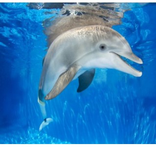 Clearwater Beach & Lunch Including Clearwater Aquarium - Legacy of Winter