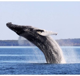 Zodiac Whale Watching 2.5-hour Expedition Tour in Tadoussac