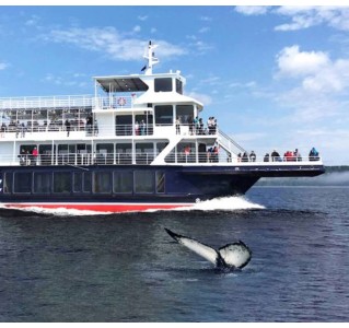 Whale Watching Tour - Upper Deck Exclusive Access