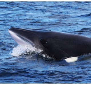 Whale Watching and Fjord Tour in Tadoussac