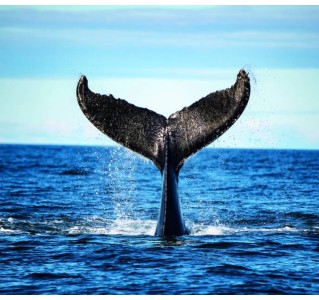 Whale Watching Boat Tour in Tadoussac