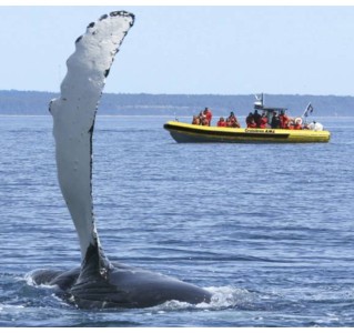 Zodiac Whale Watching 2.5-hour Expedition Tour in Tadoussac