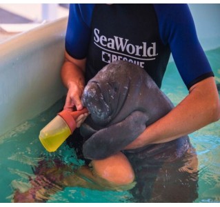 SeaWorld® Rescue Tour