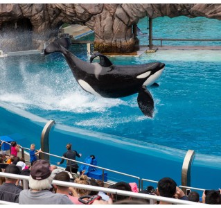 SeaWorld San Diego Any Day Ticket