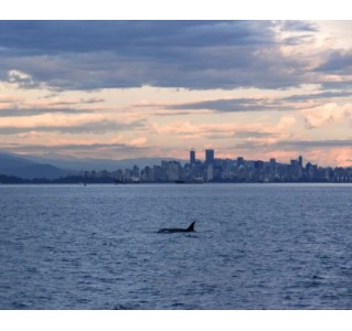 Vancouver Sunset Whale Watching