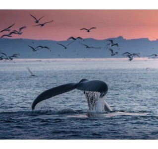 Victoria Sunset Whale Watching