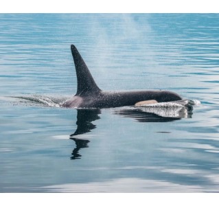 Vancouver Half Day Whale Watching