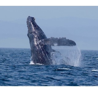 Ultimate Marine & Whale Watching Tour