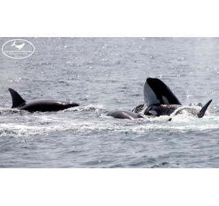 Ultimate Marine & Whale Watching Tour