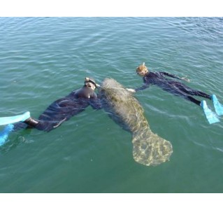 Florida Adventure Tour - Manatee Swim / Airboat / Wildlife Park + Lunch