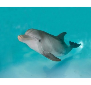 Clearwater Marine Aquarium (Admission Only)