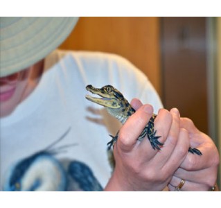 Gatorland Admission Ticket & Trainer For a Day