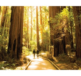 Muir Woods & Sausalito 5 Hour Tour